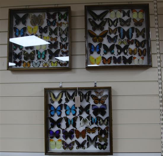 Entomological Interest: Three framed and two cased and mounted displays of butterflies and a moth,